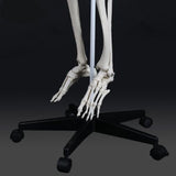 Full size human skeleton 1.8 M on stand