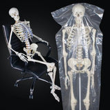 Full size human skeleton 1.8 M on stand