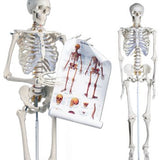 Full size human skeleton 1.8 M on stand