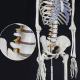 Full size human skeleton 1.8 M on stand