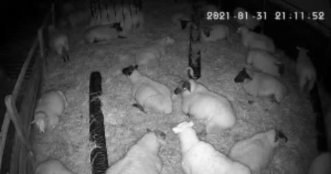 Black and white night vision view of a flock of sheep resting on straw inside a pen with wooden fences and a feeder.