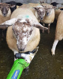 ErgoPro Cara (Battery) Sheep & Cattle Clipper