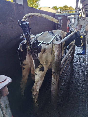 Livestock TailJack   ... Award Winning Product