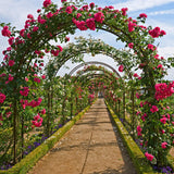 GARDEN ROSE ARCH TRELLIS CLIMBING PLANTS ROSES