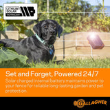 Complete set ..SOLAR Dog Fence kit 80cm  includes posts,Wire,Insulators etc etc